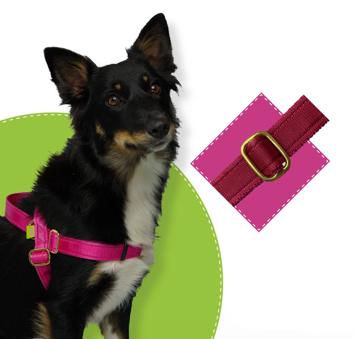 Cão a usar um arnês DogTools cor-de-rosa, com um pormenor da fivela metálica de ajuste ao lado.